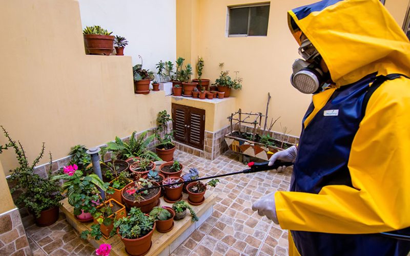 Desinsectacion-Fumigacion