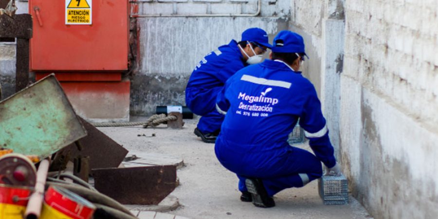 desratizacion-1